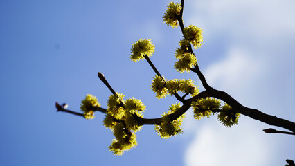 Fototapeta premium The spring that the Sansuyu flowers tell us.