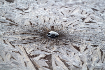 Bizarre patterns of frost on the surface of the car hood.