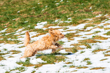 Goldendoodle beim Spielen