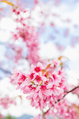 closeup pink cherry blossom