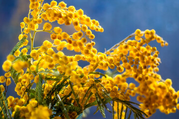 Yellow mimosa close-up on a blue background. Yellow natural background. spring mood