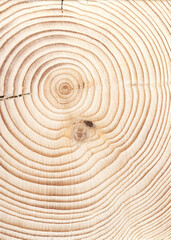 Tree wood cut with annual ring as natural textured background