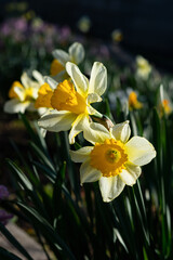 Fototapeta premium Beautiful colorful narcissus flowers. Nature background with spring flowers
