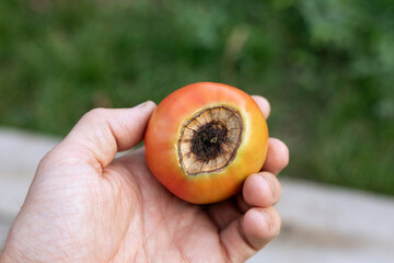 sick red tomato with spoiled top of brown rot in farmer hand