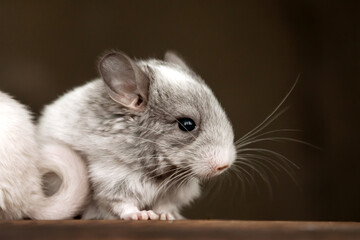 Our little gray chinchilla looks ahead, dark background