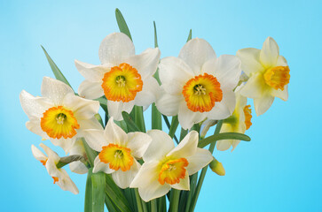 Bouquet of white daffodils on a green-blue background. 