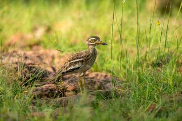 Indian stone curlew or Indian thick knee bird portrait in natural green background at ranthambore national park or forest reserve sawai madhopur rajasthan india - Burhinus indicus