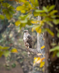 changeable or crested hawk eagle portrait with eye contact perched on tree in natural wood and leaves frame at bandhavgarh national park or forest reserve madhya pradesh india - nisaetus cirrhatus