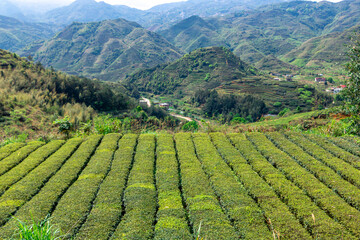 Fototapeta na wymiar China's green tea garden. Spring tea plantation.