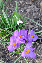 Fototapeta premium Beautiful crocus or saffron wild flowers in bloom and blossom on a meadow in spring in Poland, Europe