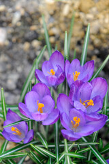 Beautiful crocus or saffron wild flowers in bloom and blossom on a meadow in spring in Poland, Europe