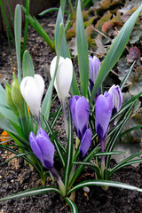 Beautiful crocus or saffron wild flowers in bloom and blossom on a meadow in spring in Poland, Europe