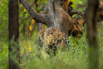 wild indian male leopard or panther hanging on tree trunk with yawning expression in natural monsoon green background at jhalana forest leopard reserve jaipur rajasthan india - panthera pardus fusca