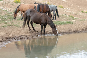 Reflection of chestnut mare wild horse with her herd at the watering hole in the Pryor Mountains wild horse range in Wyoming United States