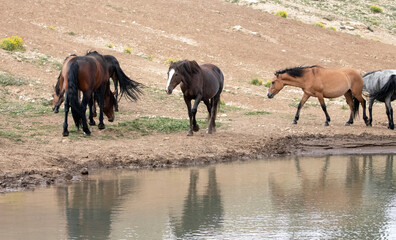 Chestnut mare wild horse with her herd at the watering hole in the western United States