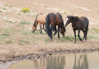 Chestnut mare wild horse walking by the watering hole in the western United States