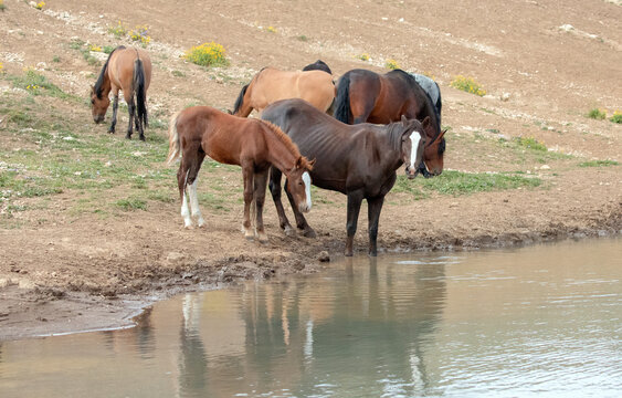 Band of wild horses reflecting in the water at the watering hole in the United States