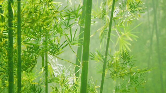 Bamboo grove in dense fog