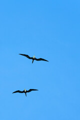 Two big beautiful birds are flying in clear blue sky