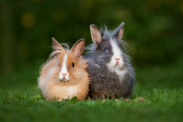 Two lovely rabbits together in summer