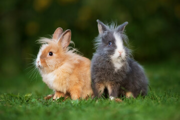 Two lovely rabbits together in summer