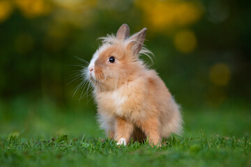 Cute little rabbit outdoors in summer
