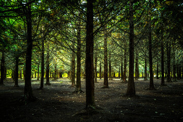 Regenerated pine forest 