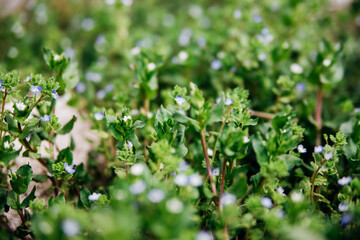 Natural background of small blue flowers among green leaves. Beauty is in nature. The concept of the onset of spring and warmth.
