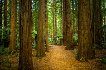 Redwood forest - Rotorua 