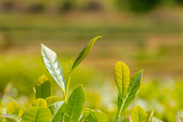 spring green grass with flowers
