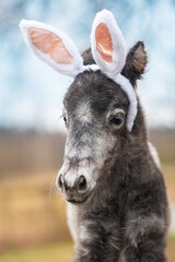 Lovely pony foal with bunny ears on its head