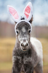 Funny pony foal with bunny ears on its head - 496753676