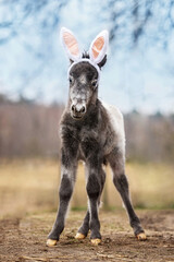Lovely pony foal with bunny ears on its head