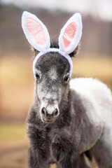 Funny pony foal with bunny ears on its head - 496753698