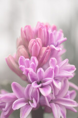 pink oriental hyacinth flowers on sunlit flower bed	

