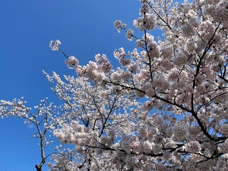 cherry tree blossom