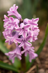 pink oriental hyacinth flowers on sunlit flower bed	
