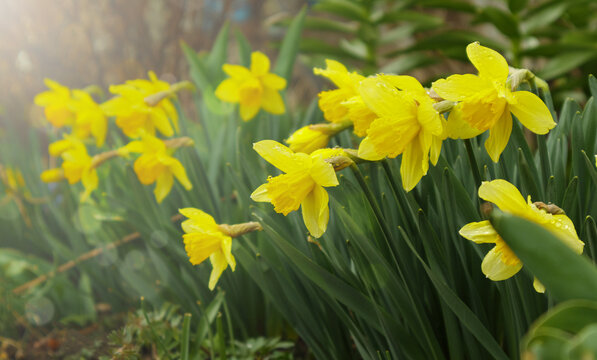 Blooming daffodils, Narcissus in spring garden. Meadow filled with yellow daffodils in sunlight. Selective focus.