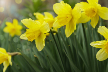 Blooming daffodils, Narcissus in spring garden. Meadow filled with yellow daffodils in sunlight. Selective focus.