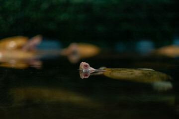 japanese turtle in water, red-eared slider