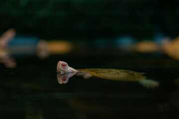 japanese turtle in water, red-eared slider