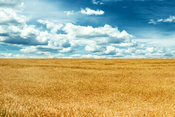 Beautiful yellow wheat field and blue sky with clouds. Ukrainian flag. Nature, landscape. Desktop...