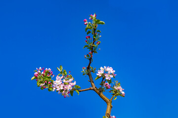 detail of apple tree bud