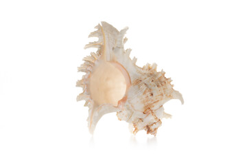 Sea shell isolated on white background
