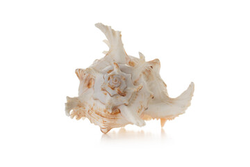 Sea shell isolated on white background