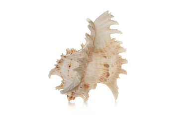 Sea shell isolated on white background