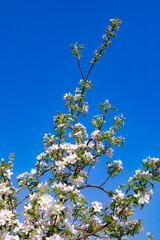detail of apple tree bud