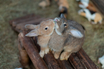 rabbit eating grass with bokeh background, bunny pet, holland lop
