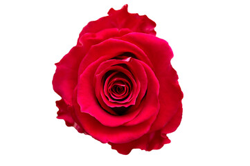 Red rose isolated on white background, top view