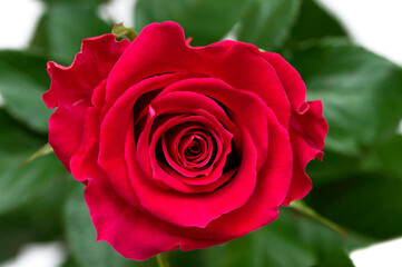 One red rose top view